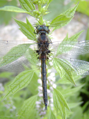 Common Baskettail