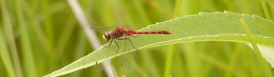 White-faced Meadowhawk