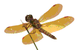 Eastern Amberwing