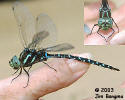 Black-tipped Darner